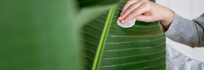 Hand reinigt ein Blatt mit einem Wattepad